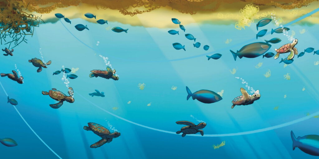 Blogpage 5 – What turtles can teach us